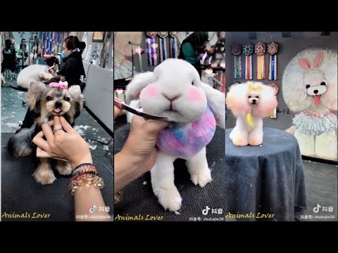Tiktok China / Douyin Cutest and Funniest Rabbit and Puppy Haircut 2019