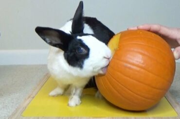 Tiny pet bunny rabbit eating pumpkin for Halloween ASMR