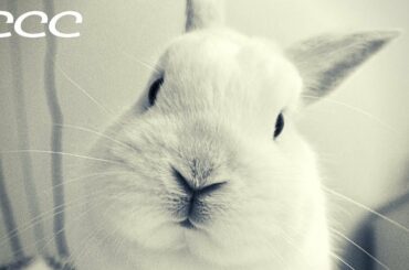 Cute Baby Animals Video Compilations (Cutest Animals) Cute Moment of the Animals #1