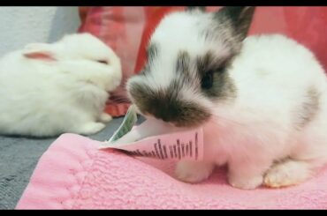 Mis bebés CONEJITAS cumplen 20 días, CUTE BUNNIES. 🐰💖