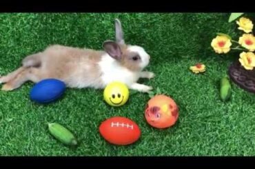 CUTE RABBITS VIDEO-YOU CREATOR SA#2