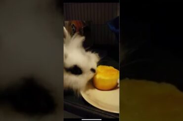 My Cute Bunny