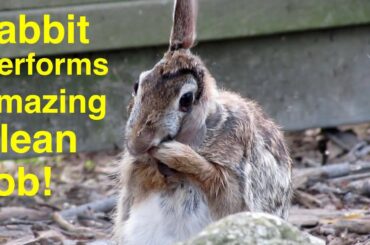 Rabbit Cleans Itself Better Than Most Humans ! !