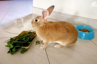 සුරතල් හා පැටියෙක් කෑම ගන්න හැටි - Cute Rabbit eating