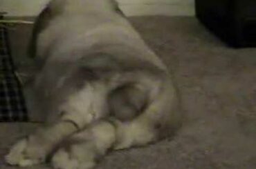 Farting Bunny Rabbit - Sadie has no manners!