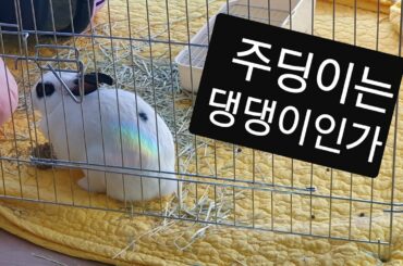 토끼의 일상/토끼 키우기 주딩이는 개토끼 cute rabbit 옷에구멍남