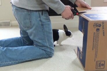 BOX FORT with a bunny rabbit!