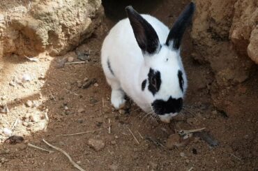 토끼( rabbit)들은 토끼굴에서 돌아가면서 쉬네요~ 땅굴을 정말 좋아하나봅니다.