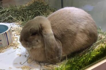 Extremely Cute Lop Rabbit