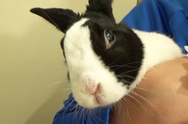 Trying to wipe a rabbit's nose!