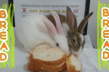 Rabbit & mealtime & Rabbit eating bread ASMR