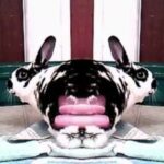 Cute Rabbit and Video Effects