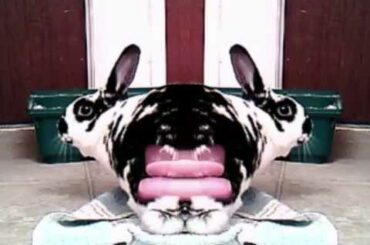 Cute Rabbit and Video Effects