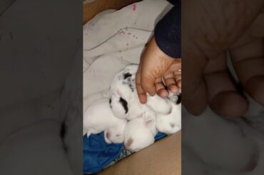 New born rabbit just opened there eyes 😘😘😘