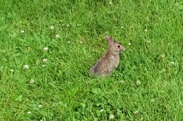 Cute Fucking Bunny
