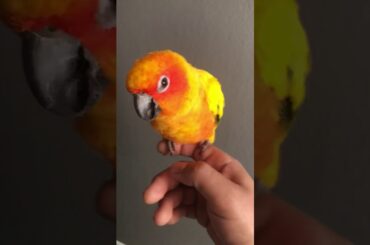 Funny Sun conure dancing bad bunny callaita