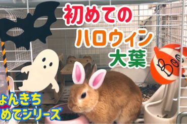 【うさぎ】ぴょんきち初めてのハロウィン＆大葉【かわいい】Cute rabbit halloween green shiso leaf #25