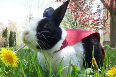 Rabbit scared by chainsaw!