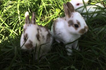New Zealand Rabbit Babies - First Broken Litter