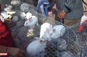 Rabbit for sale Galiff street pet market kolkata || exotic rabbit ||wholesale pet ||rabbit sale