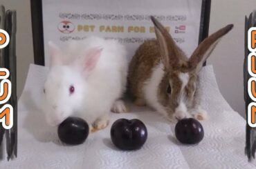 Rabbit & mealtime & Rabbit eating plum ASMR