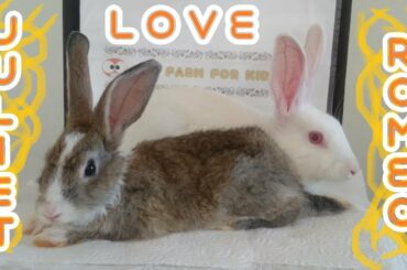Cute Rabbit Romeo and Juliet & Please Follow us