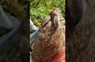 How to catch a rabbit