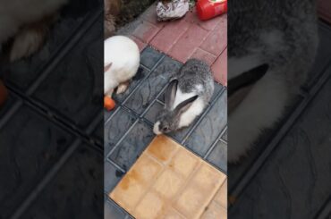 😃😃😃😃😃Cute rabbit🐇🐇