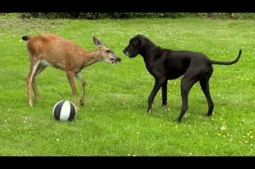 Cutest Animal Odd-Couples