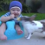 Baby and Rabbit Funny Fails- Funny Baby Eating Biscuit recipe 2k19