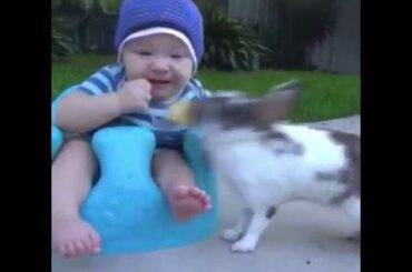 Baby and Rabbit Funny Fails- Funny Baby Eating Biscuit recipe 2k19