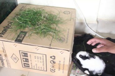 How To Make Home For Rabbits At Home || Cute Rabbits Home Make || Animal Video || Pets Life