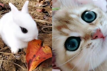 Cute animals Videos Compilation /Cute moment of the animals#04