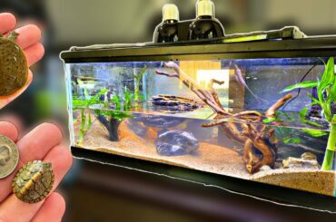 My NEW *DREAM* Baby TURTLES Get a HOME!?