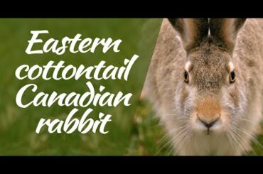 4k Eastern cottontail. Canadian rabbit. Calgary AB, Canada