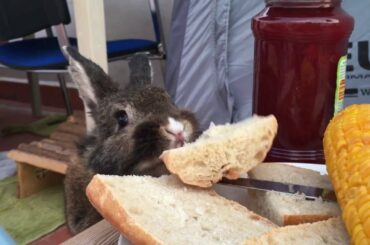 Cute Rabbit stealing food from my plate