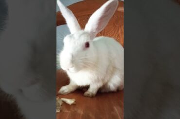 My cute rabbit🐇