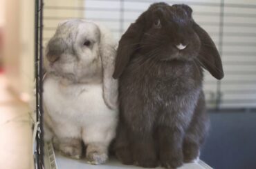 Cute bunnies Darwin and Iris