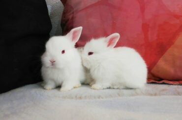 Mis ADORABLES y tiernos CONEJITOS BEBES, ya tienen 21 días! Cute bunnies 💖🐰🐇