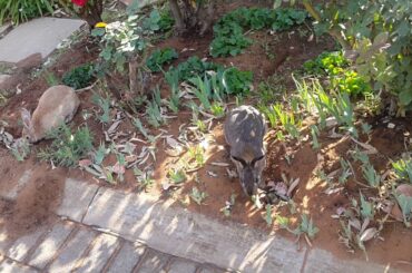 2 very cute bunnies eating plants