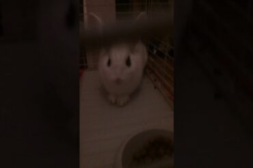 My super cute and weird rabbit
