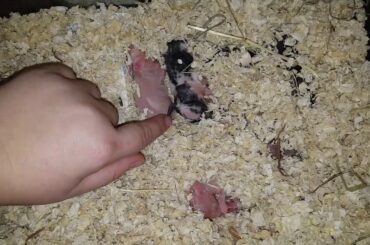 Rabbit Babies Dying??? What I Am Doing About It.