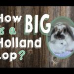 How Big is a Holland Lop Rabbit?