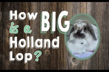 How Big is a Holland Lop Rabbit?