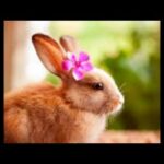 CUTE BUNNY PICTURES FOR FUNNY BUNNY!