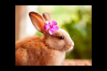 CUTE BUNNY PICTURES FOR FUNNY BUNNY!