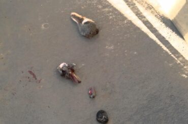 Baby Rabbit Carnage