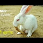 Animals & Pet - Very Funny & Cute Bunny Rabbit || White Rabbit Compliation videos,