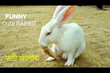 Animals & Pet - Very Funny & Cute Bunny Rabbit || White Rabbit Compliation videos,