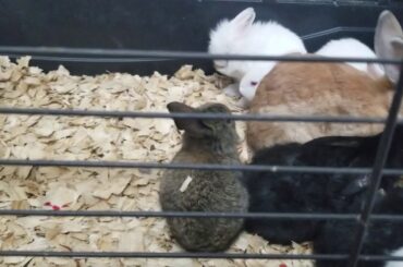 BABY Bunnies so cute love🐇💖🐰